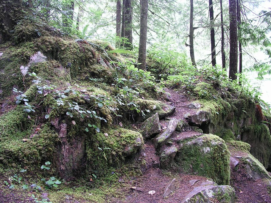 forest, path, trail, landscape, nature, hiking, tree, plant HD wallpaper
