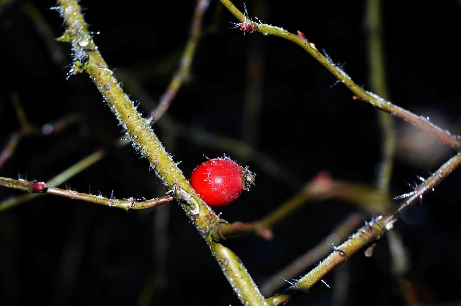 hip, frost, macro, red, cold, rime, winter, icing, ice, nature HD wallpaper