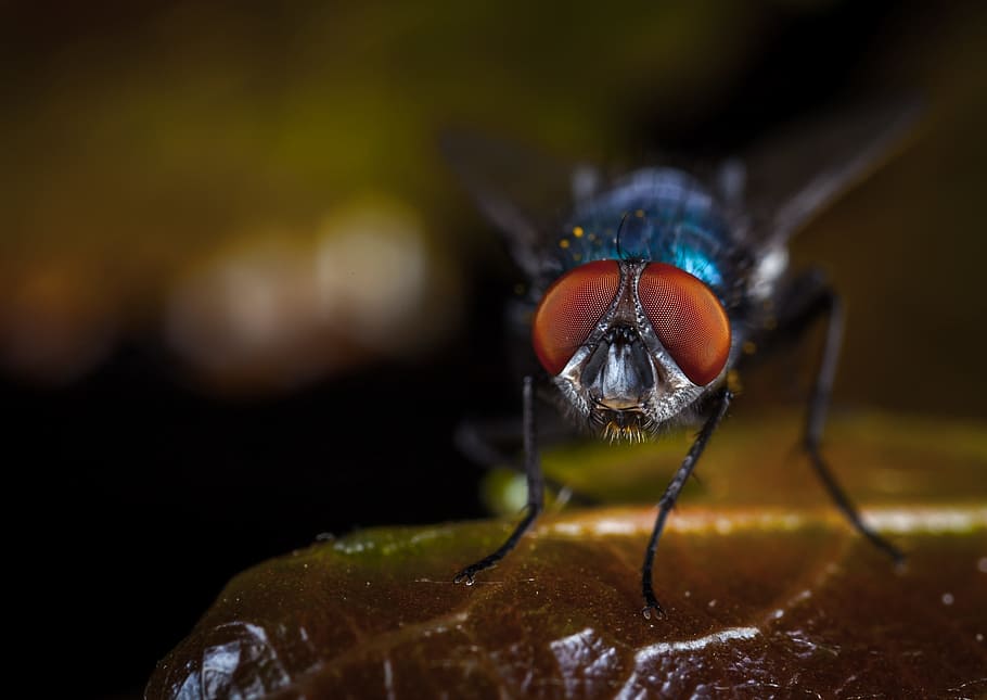 insect, fly, animals, nature, meat fly, macro, animal themes HD wallpaper
