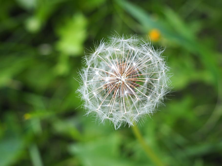 dandelion, nature, meadow, seeds, plant, fragility, vulnerability HD wallpaper