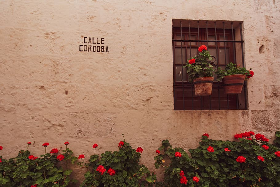 santa çatalina, monastery, arequipa, peru, window, flower pots, HD wallpaper