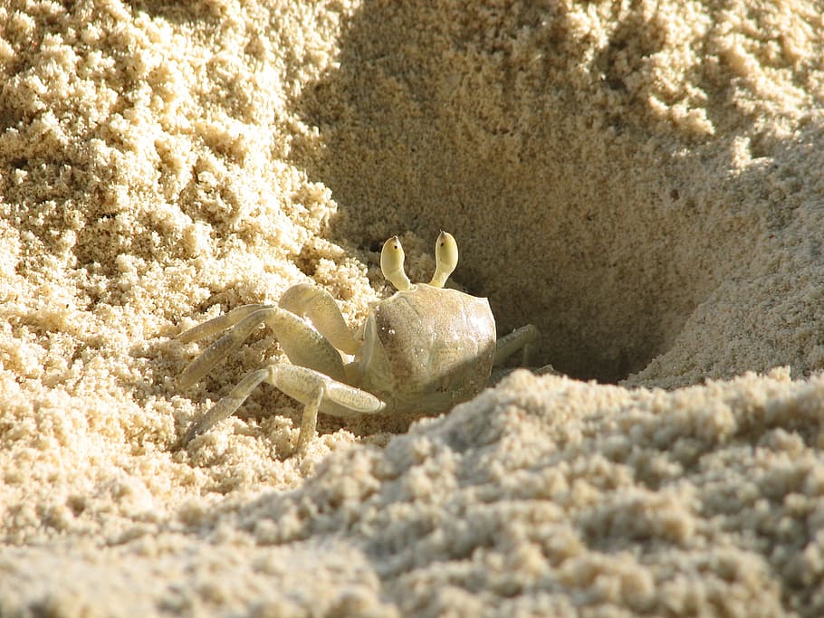 crab, beach, sand, white, crebs, animal wildlife, animals in the wild HD wallpaper