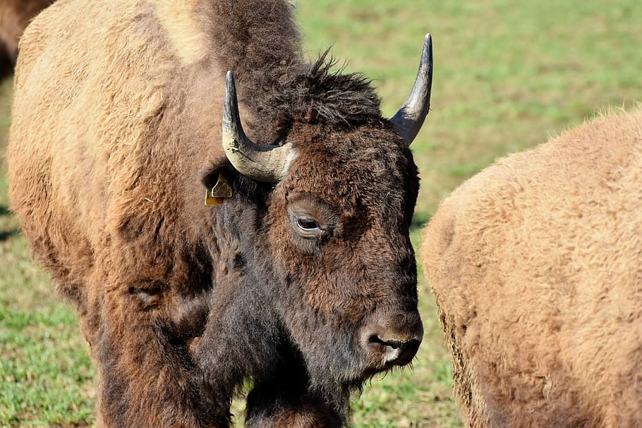 Buffalo head 1080P, 2K, 4K, 5K HD wallpapers free download | Wallpaper ...