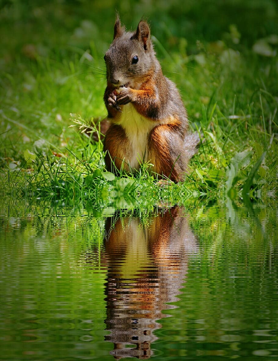 squirrel eating nut beside body of water, nager, cute, bank HD wallpaper