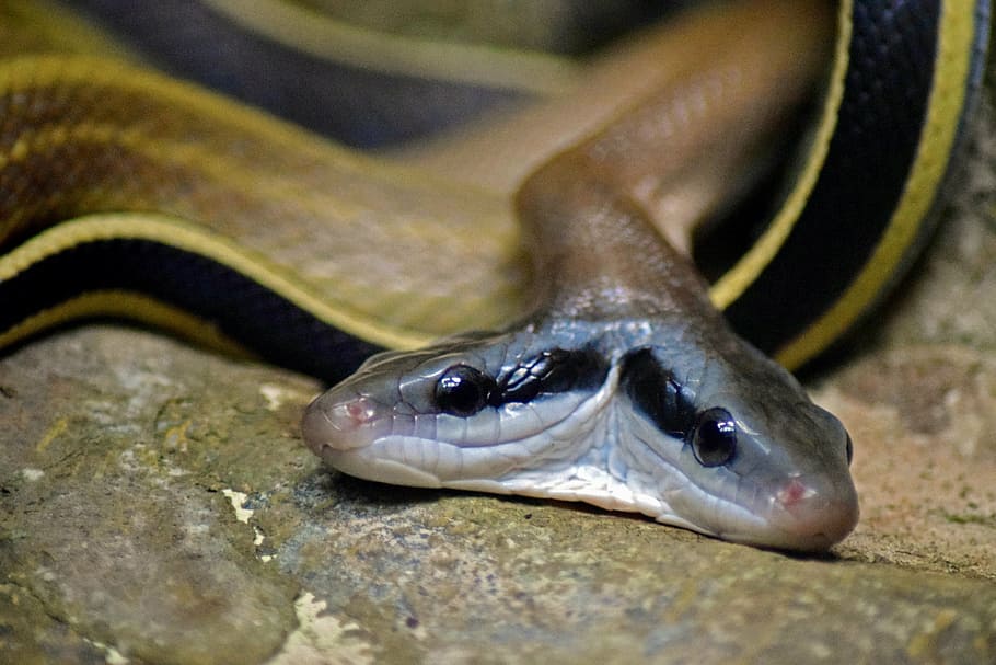 snake, two heads, malformation, reptile, animal, wildlife, nature HD wallpaper