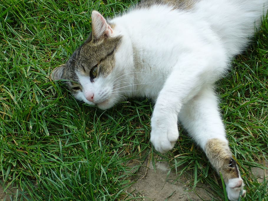 cat, relax, grass, pets, feline, domestic, domestic cat, domestic animals HD wallpaper