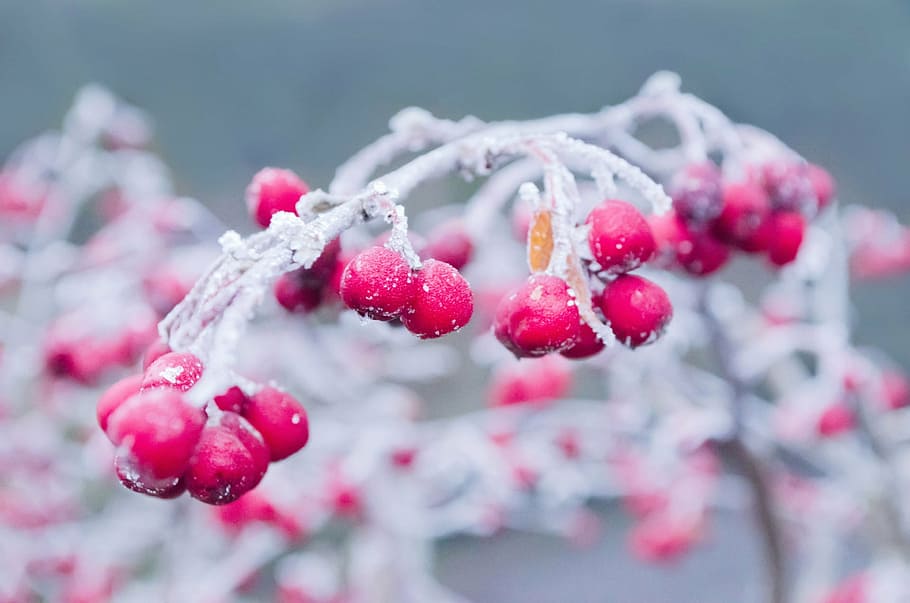 shallow focus photography of red fruits, winter, branch, snow HD wallpaper