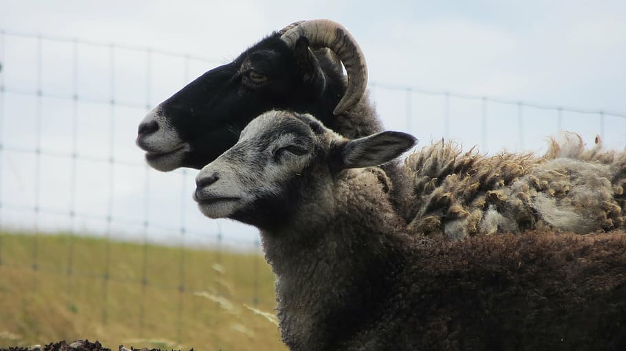 goats, mutton, sheep, blocks, pasture, animals, wool, breeding HD wallpaper