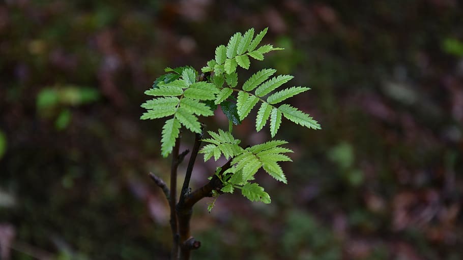 sprig, tree, foliage, closeup, green, vegetation, forest, nature HD wallpaper