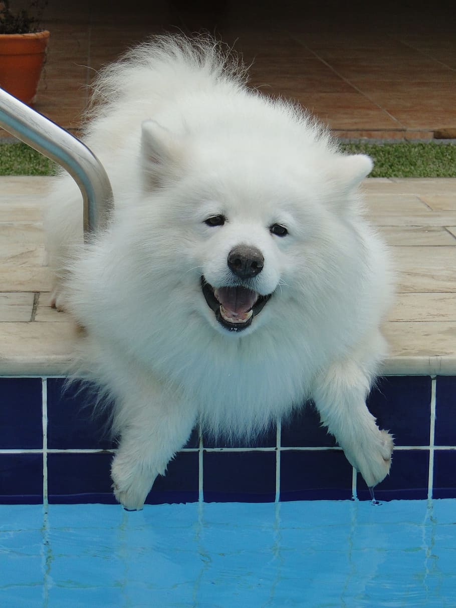 can samoyed swim