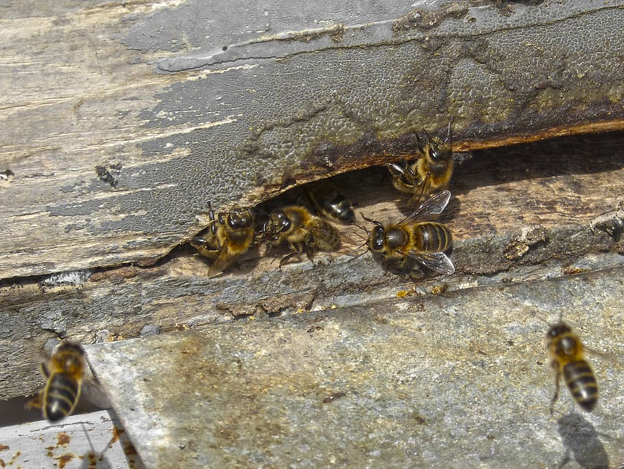 diaper, bees, input, honey, animals in the wild, animal wildlife HD wallpaper