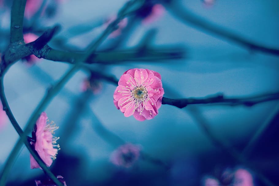 photo of pink petaled flower, nature, pink Color, plant, branch HD wallpaper