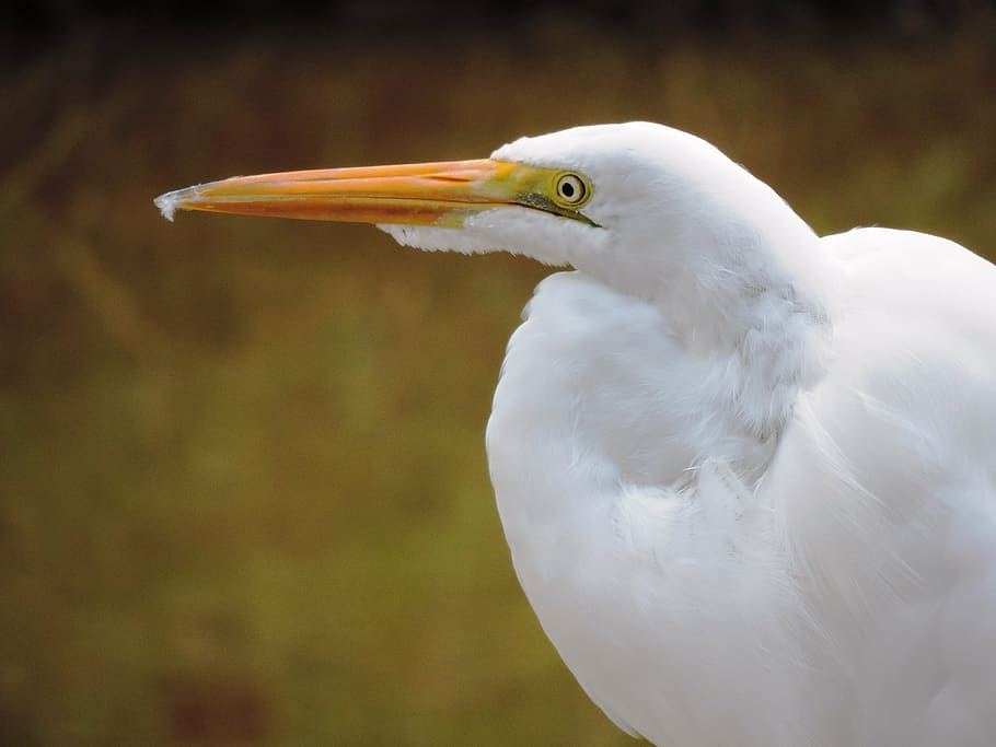 nature, heron, bird, animal, wildlife, beak, feather, animal themes HD wallpaper