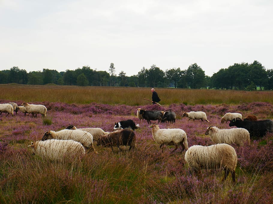Sheep, Shepherd, Lamb, Hei, Heide, browser, nature, countryside HD wallpaper