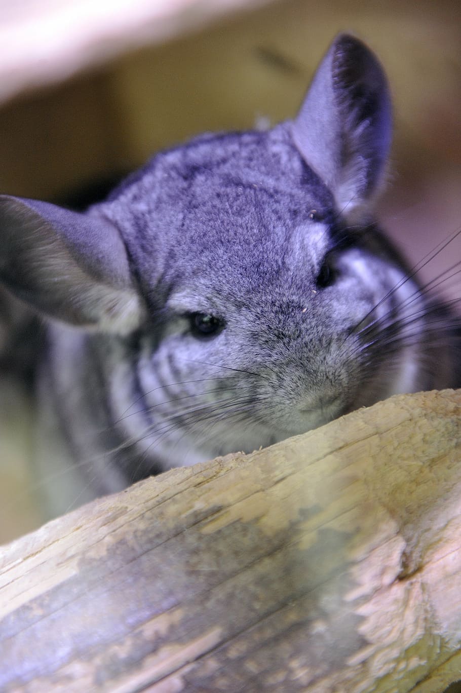 chinchillas, animal, pet, rodent, puppy, hair, ears, animal themes, HD wallpaper