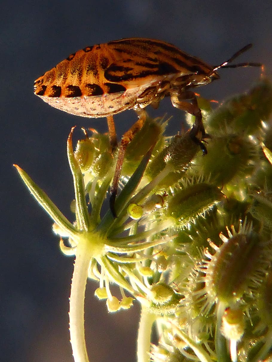 beetle, orange, insect, flower, macro, small, animals in the wild HD wallpaper