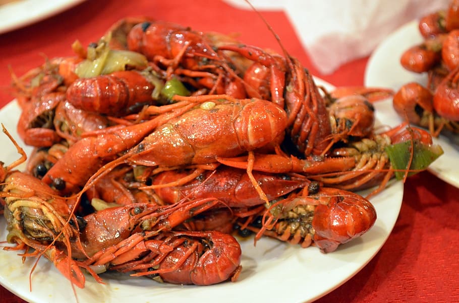 crayfish, animals, food, crawdads, crustacean, freshwater, lobster