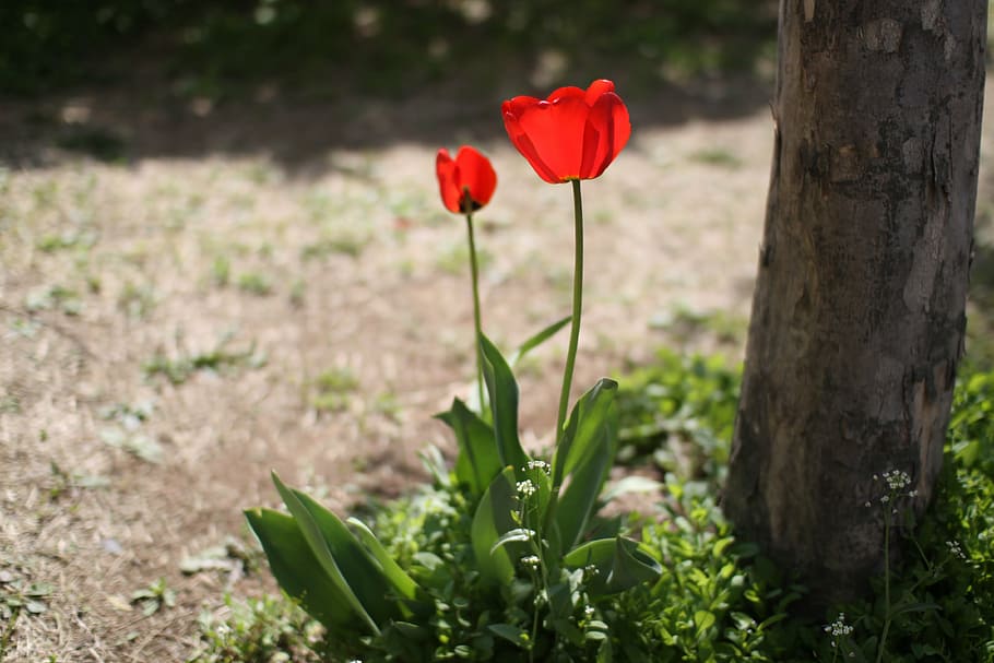 tulip, flowers, spring, plant, flowering plant, beauty in nature HD wallpaper
