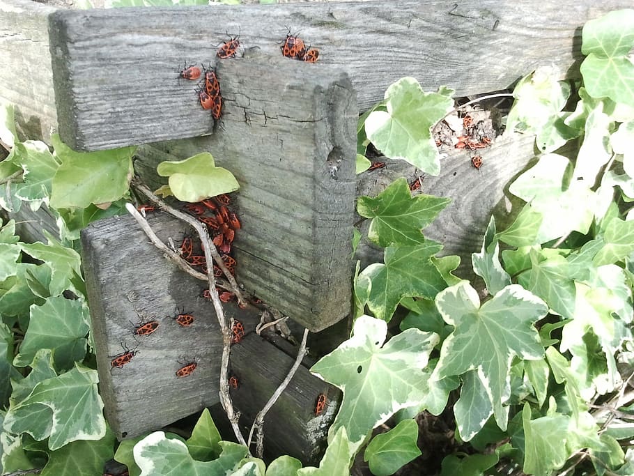 ivy, beetle, red, compost, grave digger, animals, insect, leaf HD wallpaper