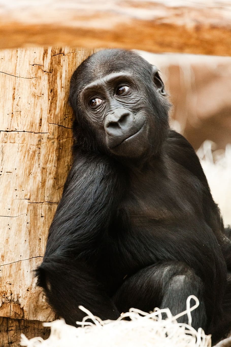 black monkey sitting near log, baby, animal, gorilla, africa