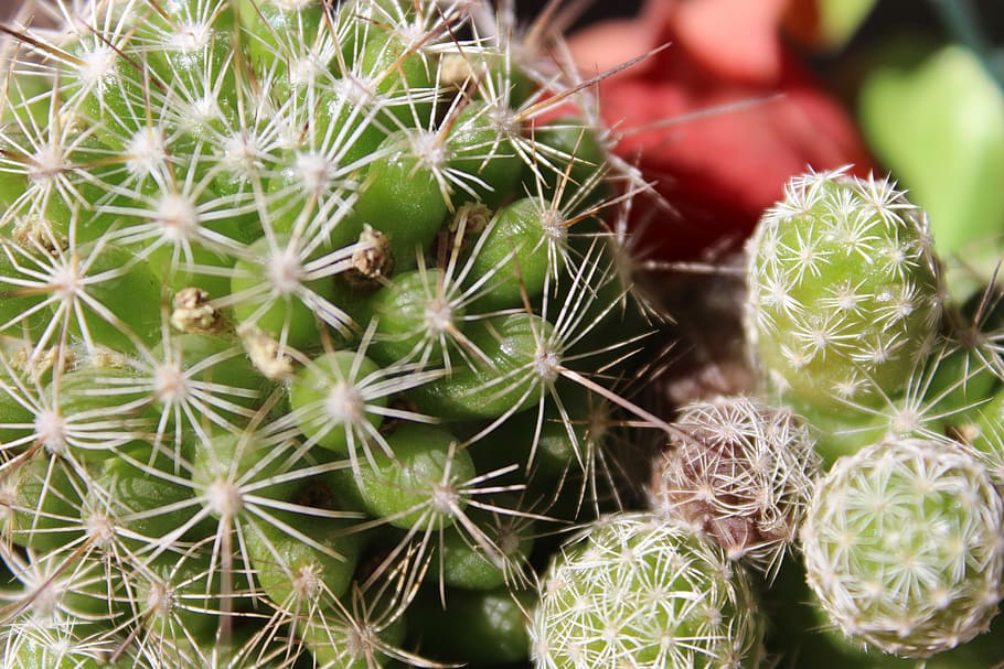 chile, maipo, floreo, succulent plant, cactus, thorn, green color HD wallpaper