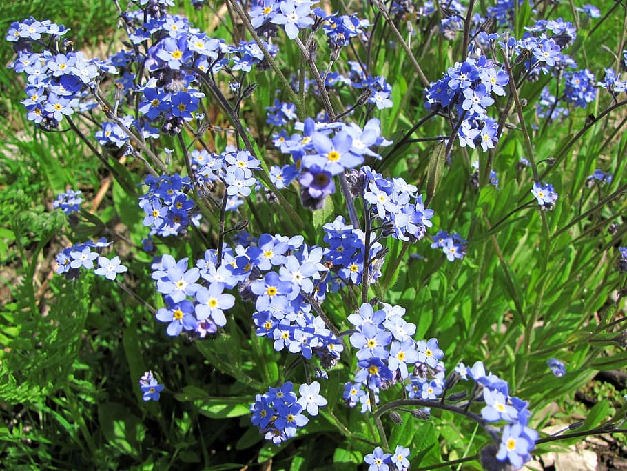 flower, myosotis, small blue flowers, pet, flowering plant, HD wallpaper
