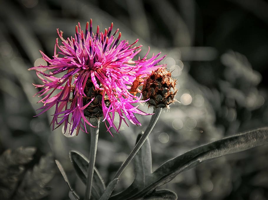 thistle, close, effect, nature, blossom, bloom, plant, black and white HD wallpaper