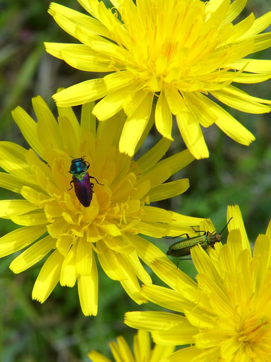 flowers, insects, bugs, lepidoptera, dandelion, beetles metallic HD wallpaper