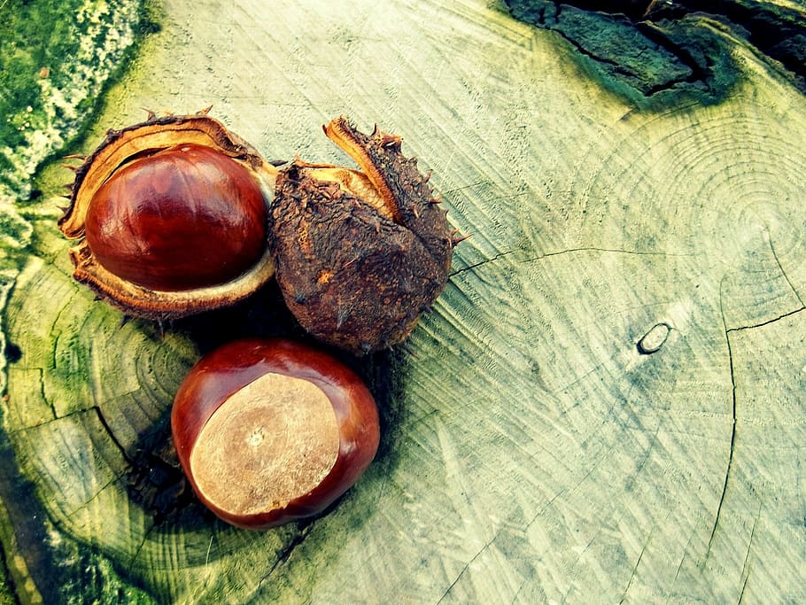 brown chestnuts on stump table, autumn, tree, shell, october, HD wallpaper