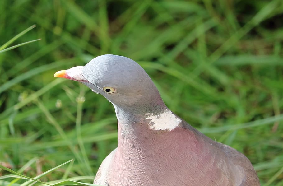 pigeon, bird, close, head, animal wildlife, animal themes, animals in the wild HD wallpaper
