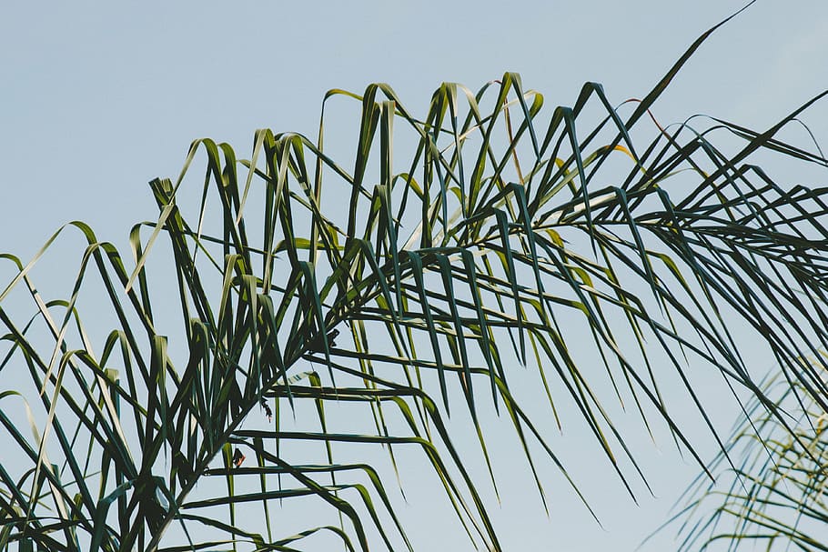 green leaf, plant, nature, tree, low angle view, growth, sky HD wallpaper