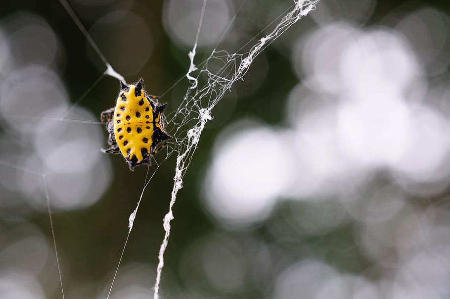 spider, yellow, macro, web, insects, arachnid, black, invertebrate HD wallpaper