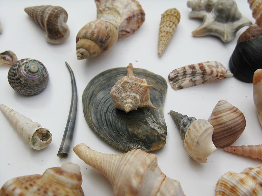 mussels, marine gastropods, meeresbewohner, macro, sea animals, HD wallpaper
