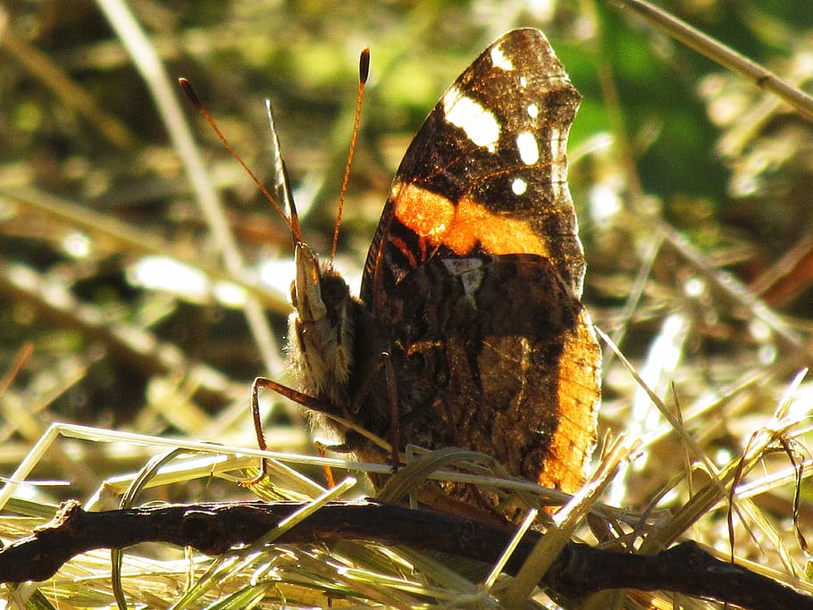 butterfly, insect, nature, insects, wings, summer, animal wildlife HD wallpaper