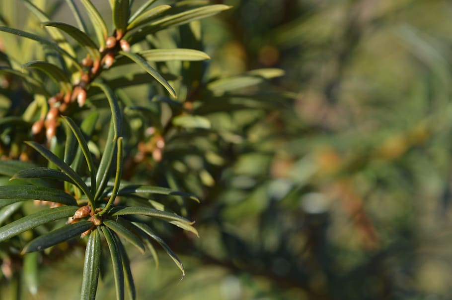 pine, tree, green, needles, plant, growth, green color, beauty in nature HD wallpaper