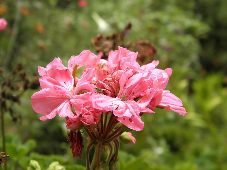 flower, nature, bee, flowering plant, pink color, freshness HD wallpaper