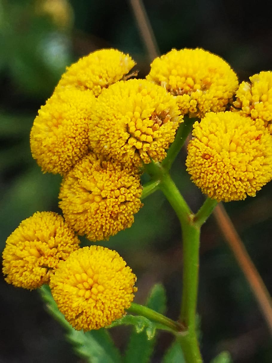 yellow flower, plant, summer, flowering plant, fragility, vulnerability HD wallpaper