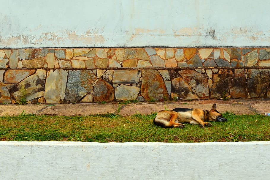 andrelândia, minas, quiet, tranquility, dogs, pets, travel HD wallpaper