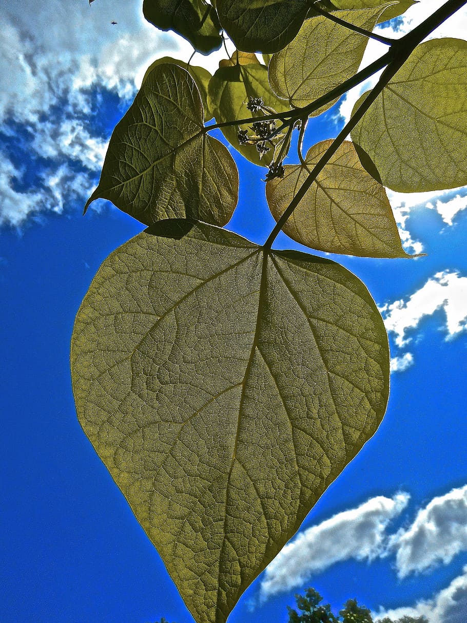 heart, green, leaf, cloud, blue sky, plant part, cloud - sky HD wallpaper