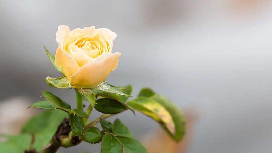 white rose, flower, plant, beauty in nature, rose - flower HD wallpaper