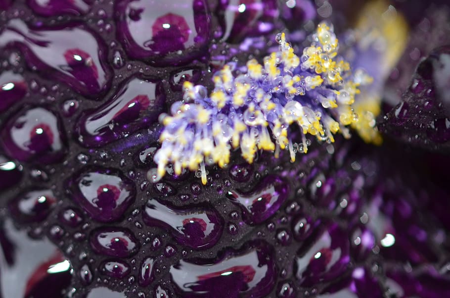 drop, rain, rain drops, water, water drop, water drops, transparent HD wallpaper