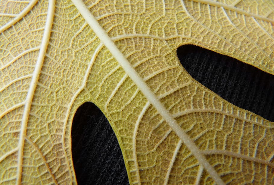 Leaf, Yellow, Fig Tree, Texture, yellow leaf, background, ramifications HD wallpaper
