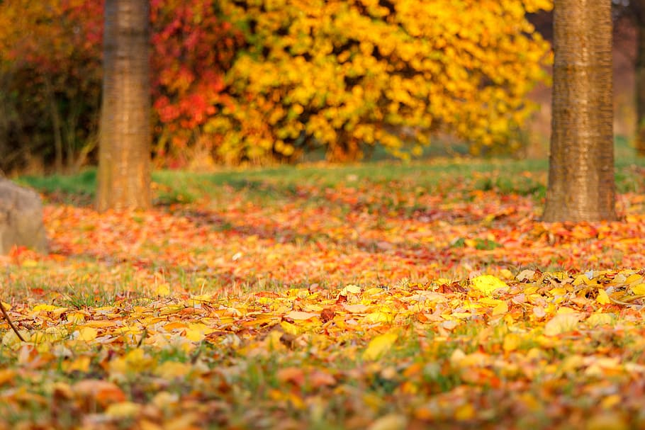 autumn, leaves, leaf, fall foliage, golden autumn, nature, forest HD wallpaper