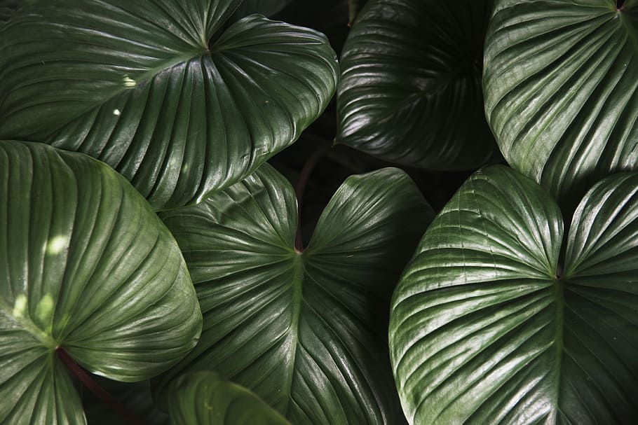 green leafed plants, texture, dark, full frame, backgrounds HD wallpaper