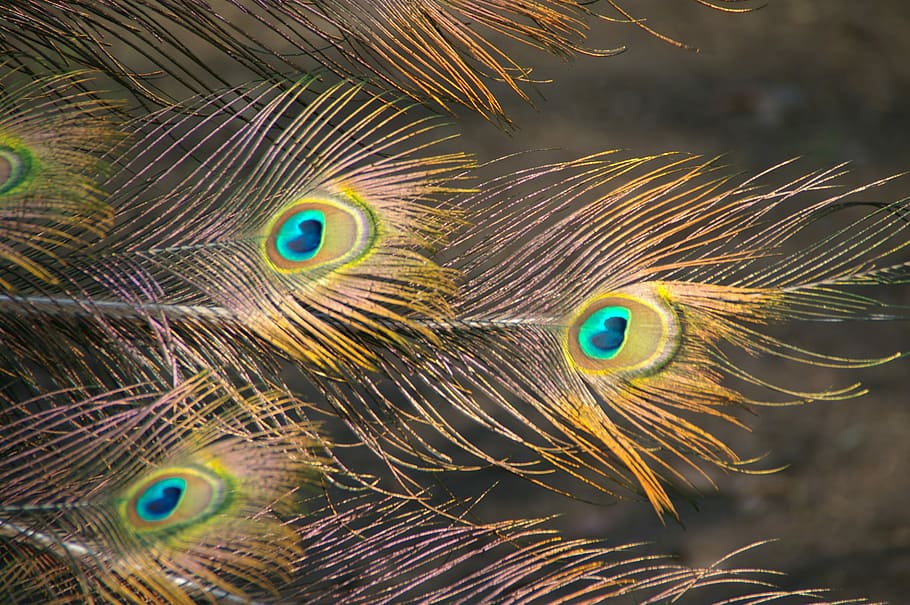 Peacock, Spring, Close, peacock feather, bird, fanned out, one animal HD wallpaper