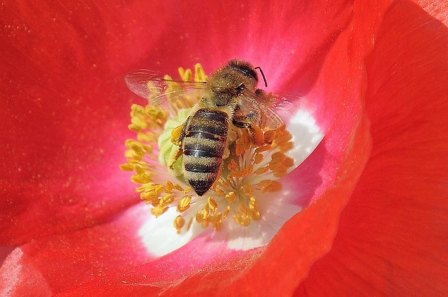 blossom, bloom, bee, close, pollination, plant, honey bee, insect HD wallpaper
