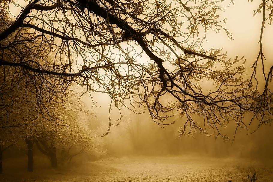 photography of trees at daytime, winter, snow, forest, woods HD wallpaper