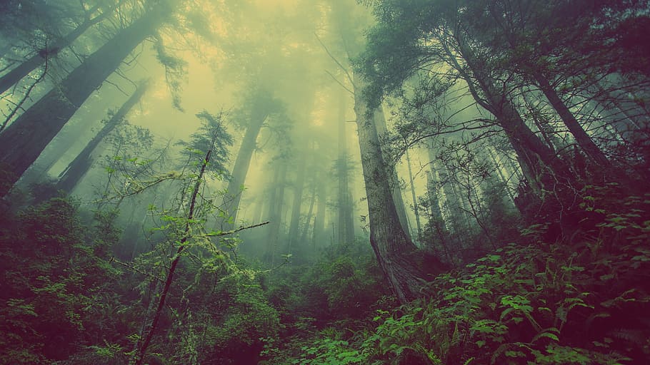 worm's eye view photography of rainforest, mist, nature, trees, HD wallpaper