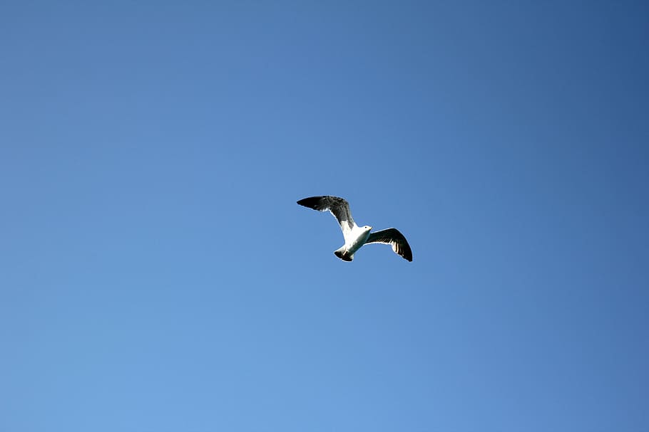 Seagull, Bird, In Flight, Fly, flying, one animal, animals in the wild HD wallpaper