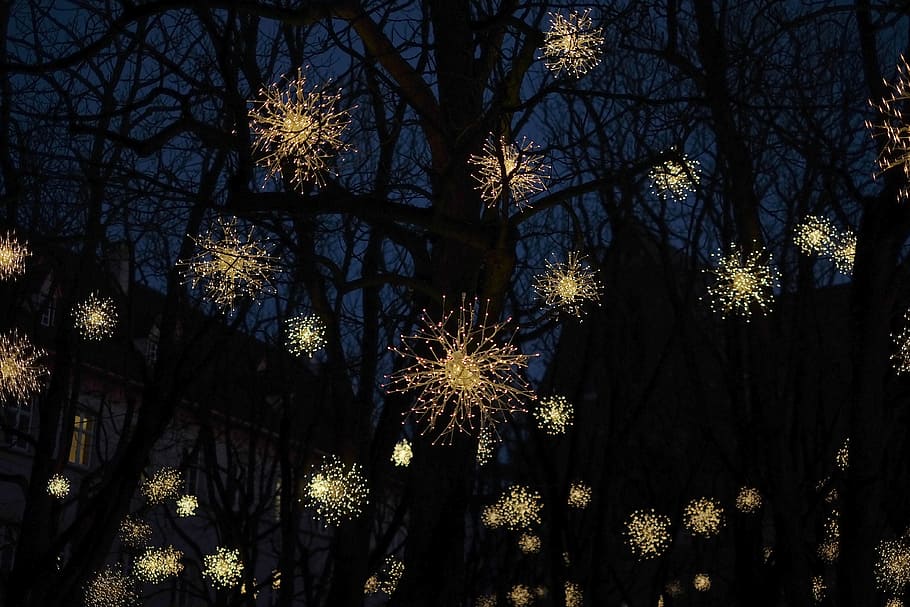 silhouette of bare trees during nighttime, lighted lamps and bare trees HD wallpaper